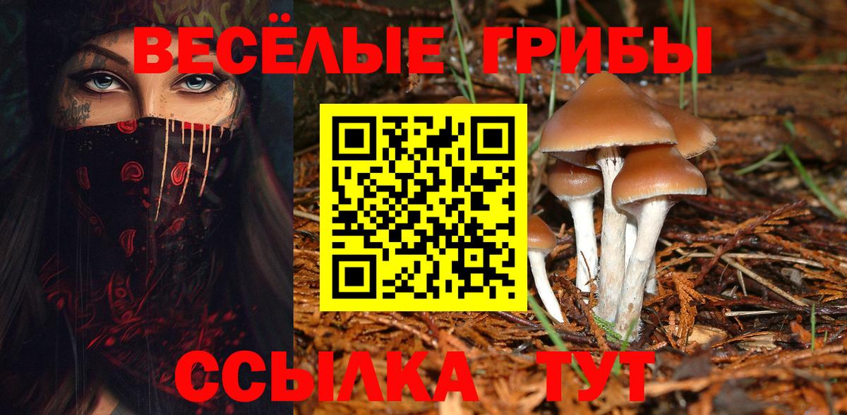 Псилоцибиновые грибы Psilocybe  где найти   Берёзовский  Вход с VPN 